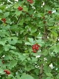 Crataegus dahurica. Ветви с соплодиями. Якутск. Август 2013 г.