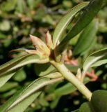 Rhododendron augustinii subspecies chasmanthum. Верхняя часть побега с основаниями листьев, верхушечными и пазушными почками. Германия, г. Essen, Grugapark. 29.09.2013.