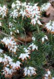 Erica carnea