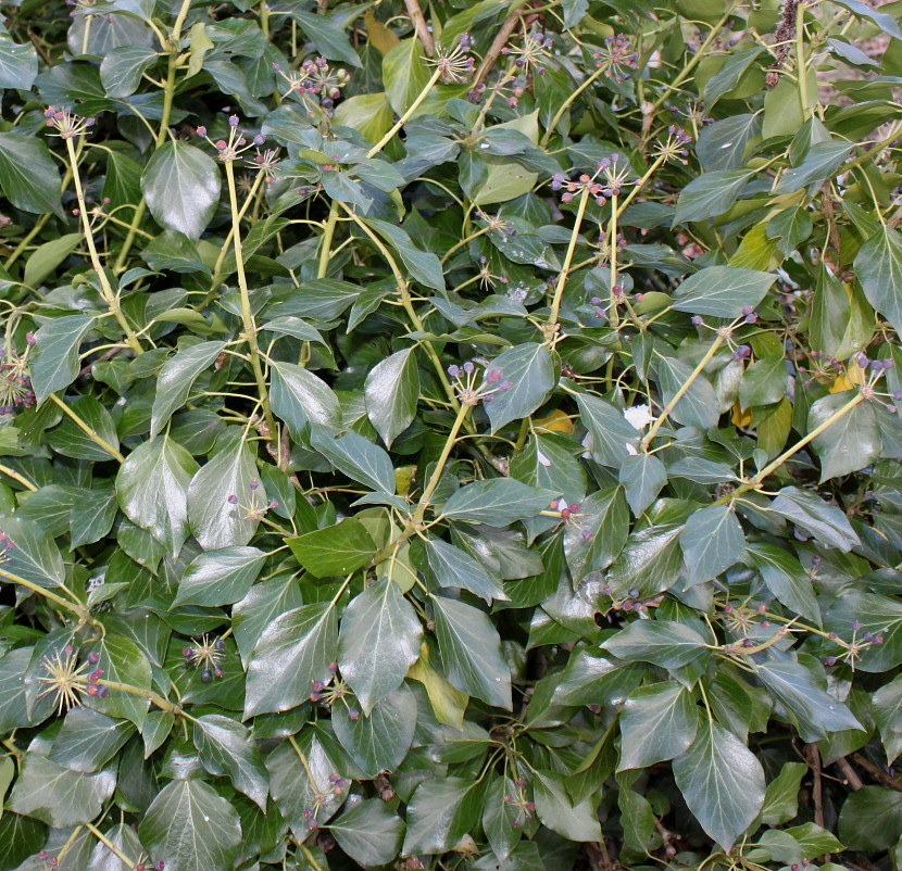 Image of Hedera helix specimen.