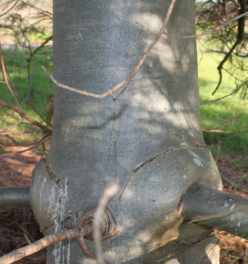 Изображение особи Pinus armandii.