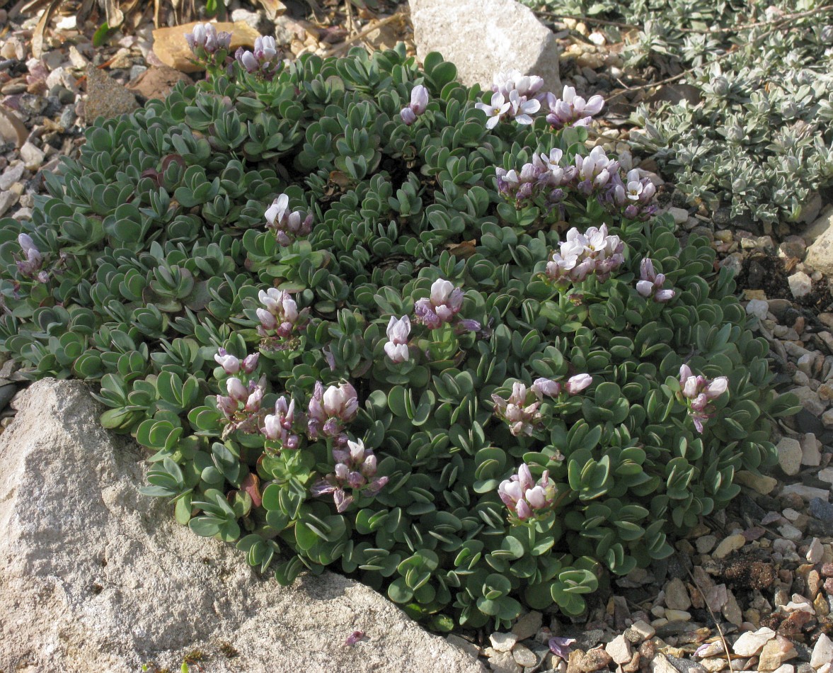 Изображение особи Eunomia rotundifolia.