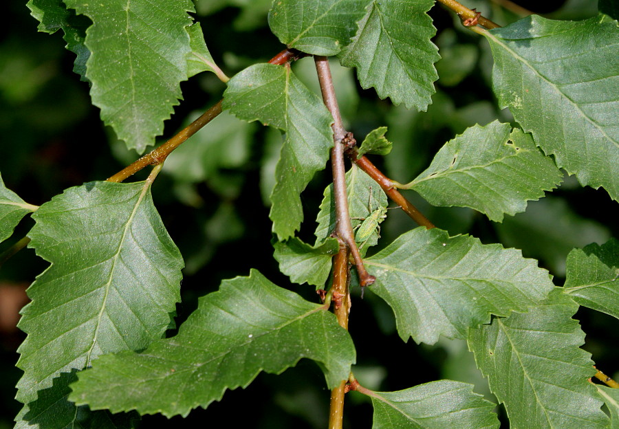 Изображение особи Nothofagus pumilio.