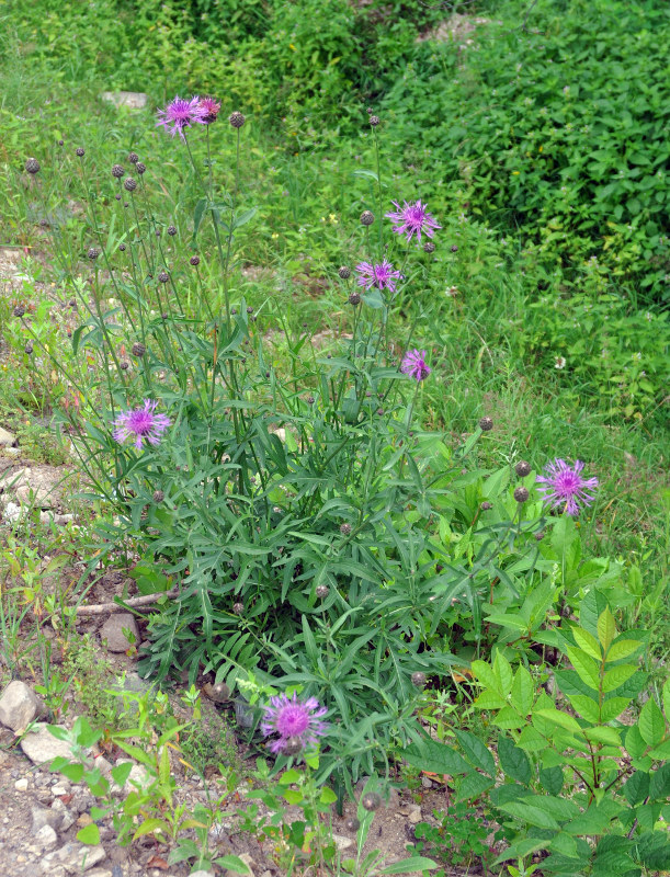 Image of Centaurea scabiosa specimen.