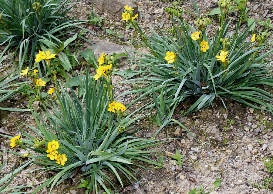 Image of Sisyrinchium macrocarpum specimen.