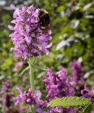 Betonica officinalis. Соцветие с кормящимся шмелём. Германия, г. Дюссельдорф, Ботанический сад университета. 03.07.2014.