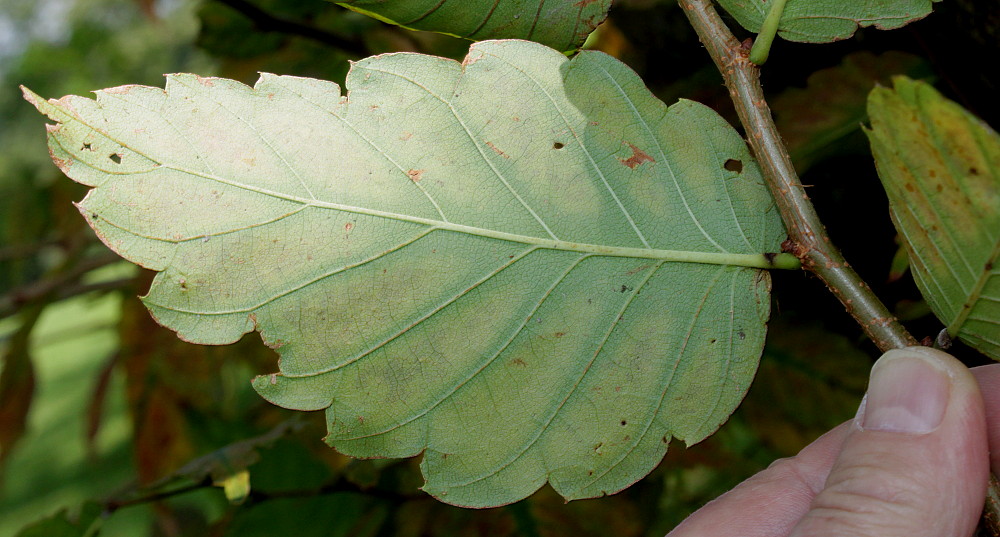 Image of Zelkova serrata specimen.