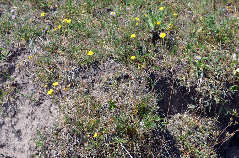 Изображение особи Potentilla virgata.