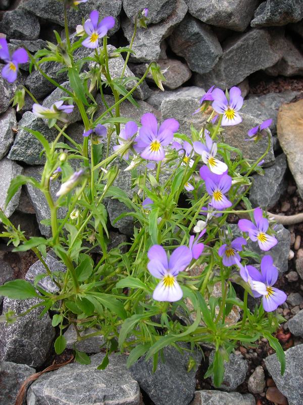 Image of Viola tricolor specimen.