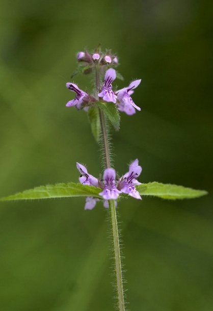 Image of Stachys aspera specimen.