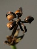 Geranium sibiricum