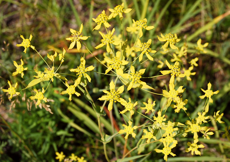 Image of Bupleurum multinerve specimen.