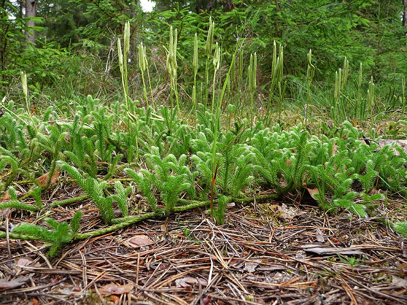 Изображение особи Lycopodium clavatum.