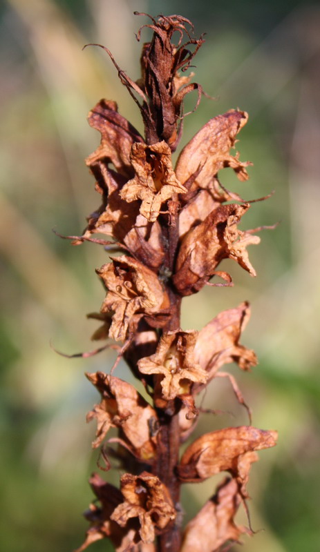 Image of Orobanche pallidiflora specimen.