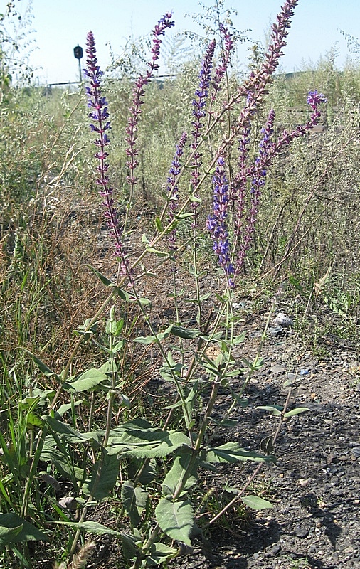 Image of Salvia nemorosa specimen.