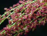 Rumex acetosella