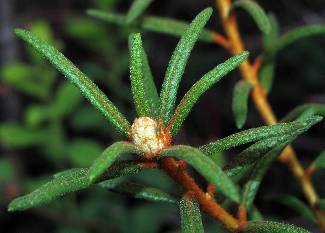 Image of Ledum palustre specimen.