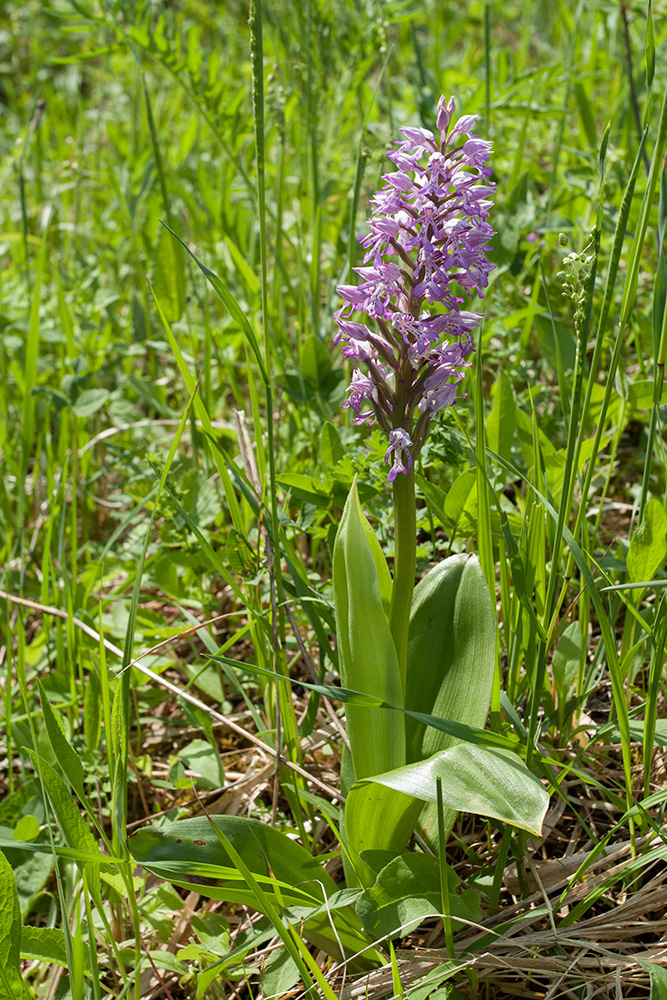 Изображение особи Orchis militaris.