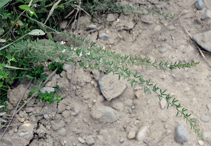 Изображение особи Lespedeza juncea.