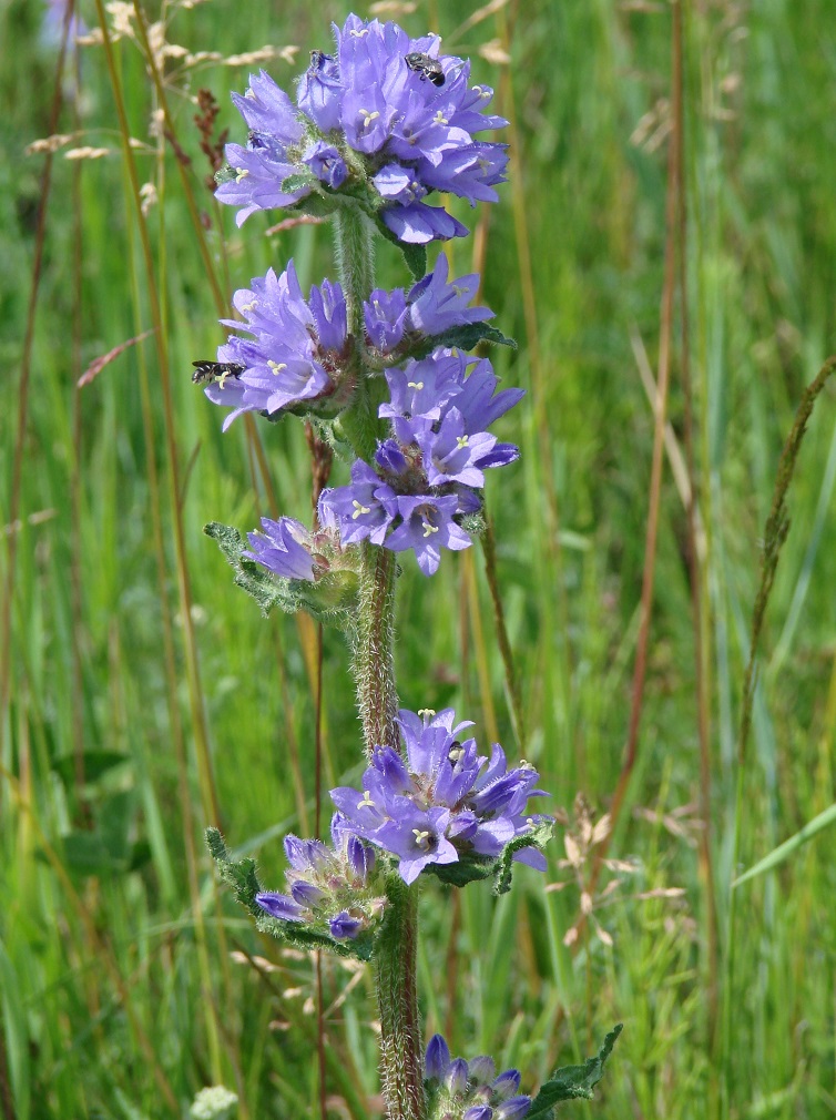 Изображение особи Campanula cervicaria.