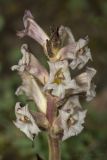 Orobanche linczevskyi