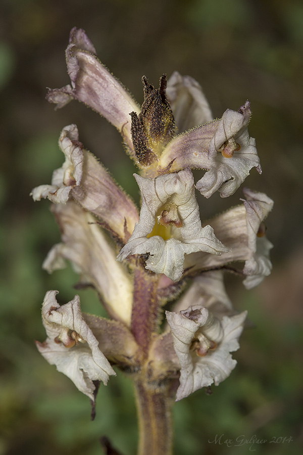 Image of Orobanche lutea specimen.