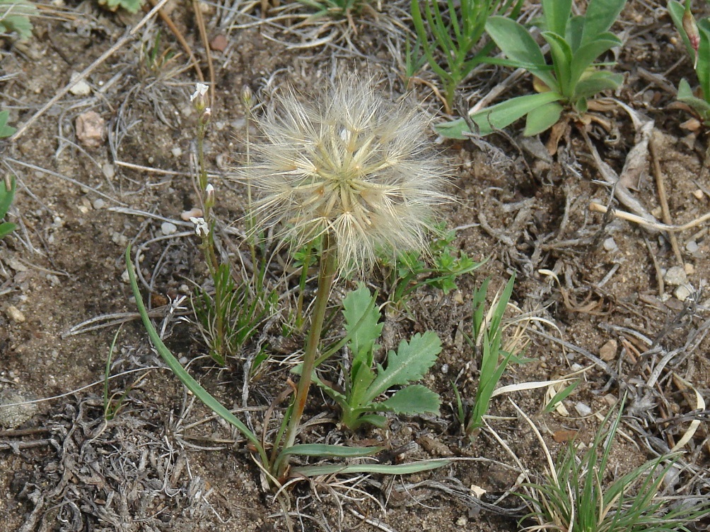 Image of Scorzonera austriaca specimen.