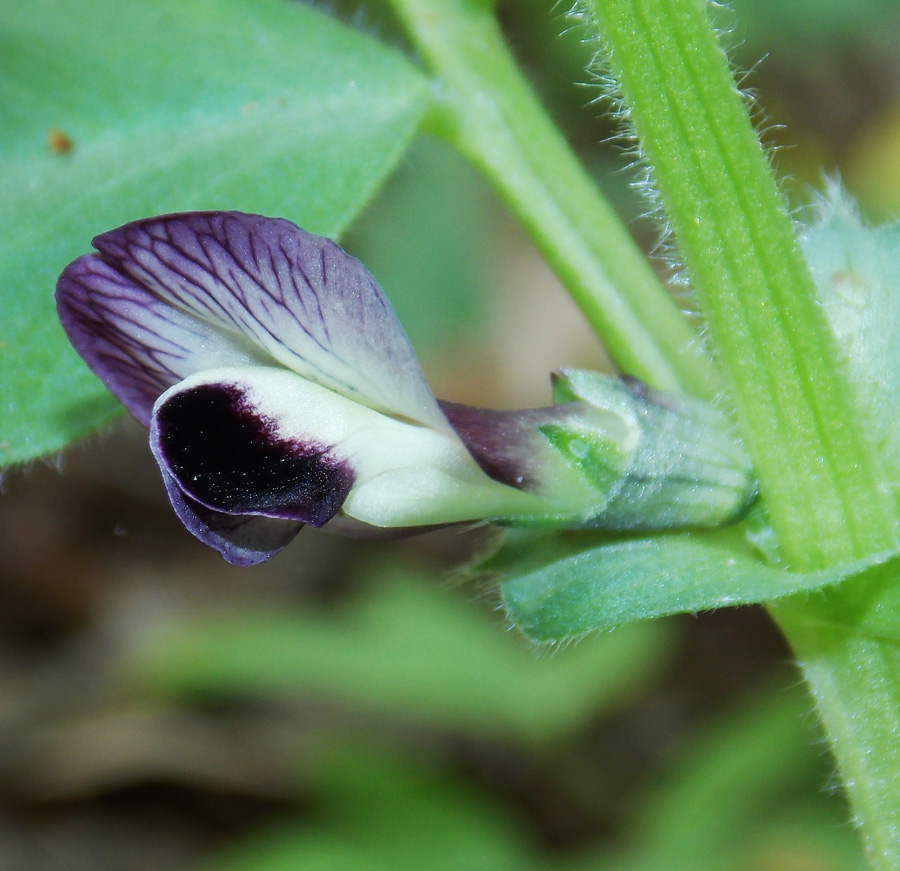 Image of Vicia narbonensis specimen.