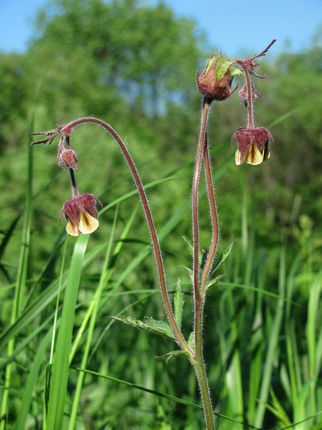 Изображение особи Geum rivale.