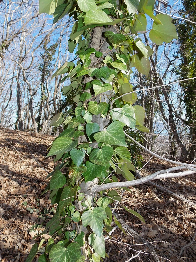 Image of Hedera helix specimen.