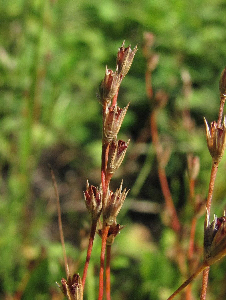 Image of Juncus bufonius specimen.