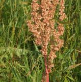 Rumex crispus. Нижняя часть созревающего соплодия. Восточный Казахстан, Кокпектинский р-н, 25 км в горы от с. Пантелеймоновка, 1000 м н.у.м., луг. 19.07.2015.