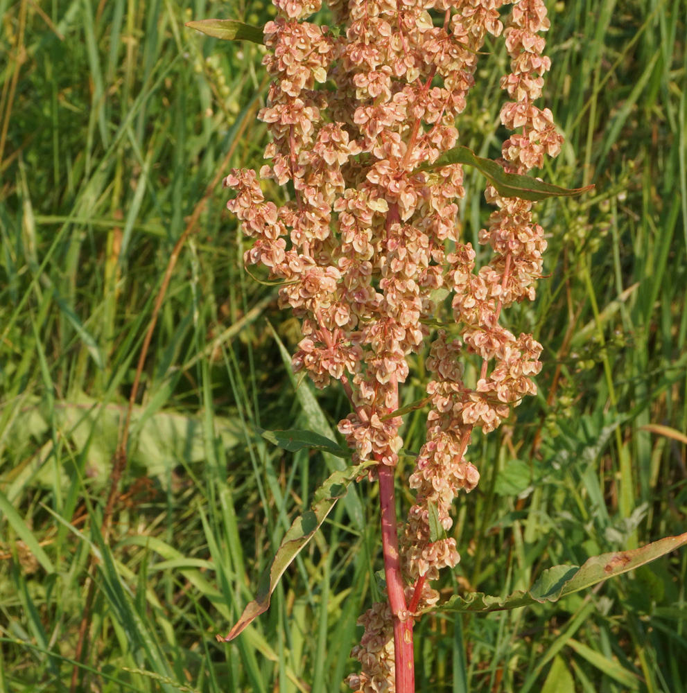 Изображение особи Rumex crispus.