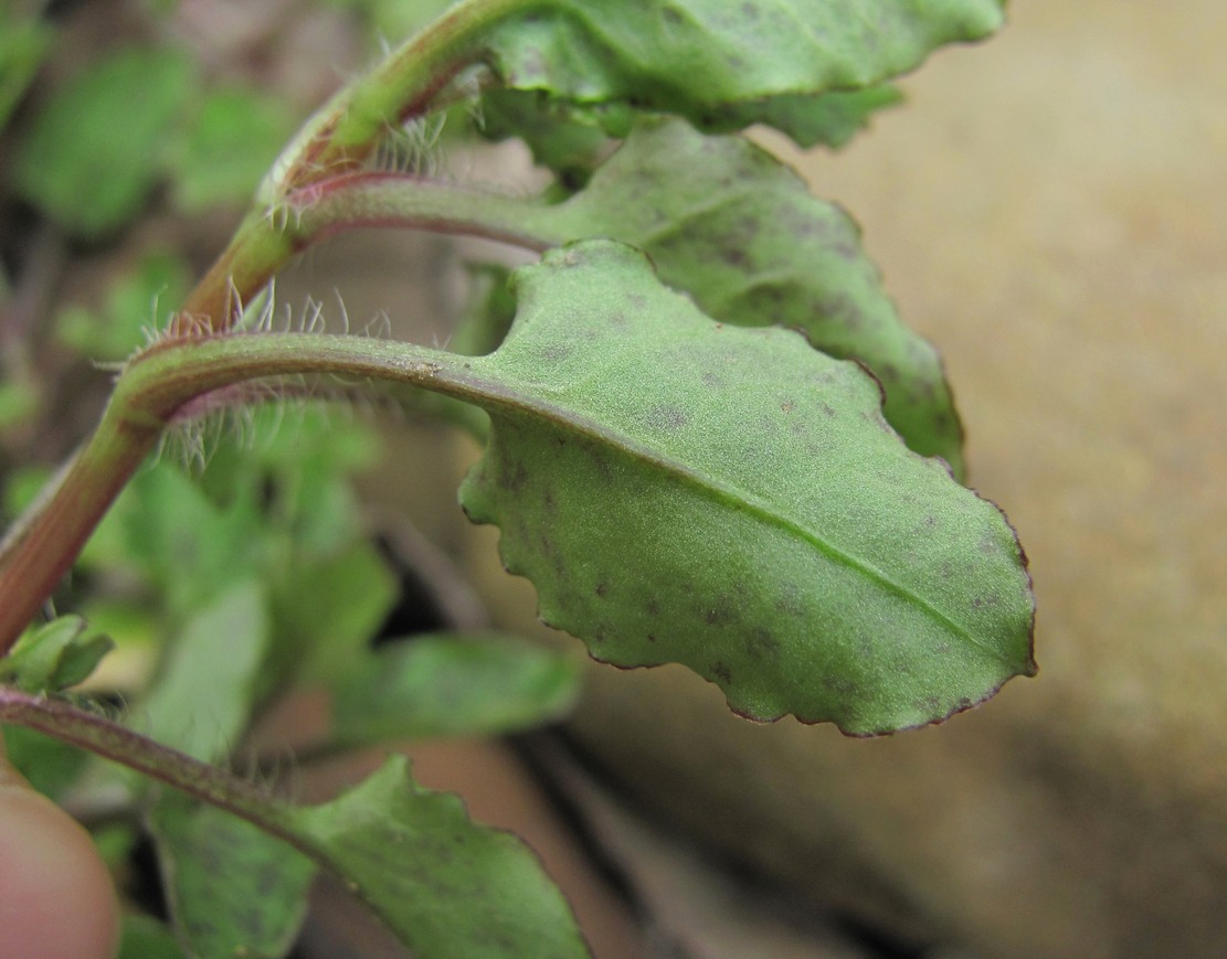 Image of familia Caryophyllaceae specimen.