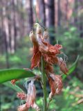 Lathyrus gmelinii. Верхушка побега с отцветающими цветками и завязавшимися плодами. Свердловская обл., окр. г. Североуральск, р-н скал Три Брата, сосновый лес. 21.06.2015.