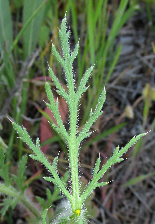 Изображение особи Papaver stevenianum.