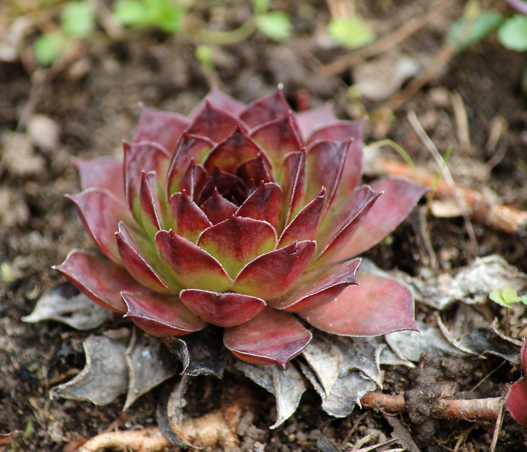 Image of Sempervivum tectorum specimen.