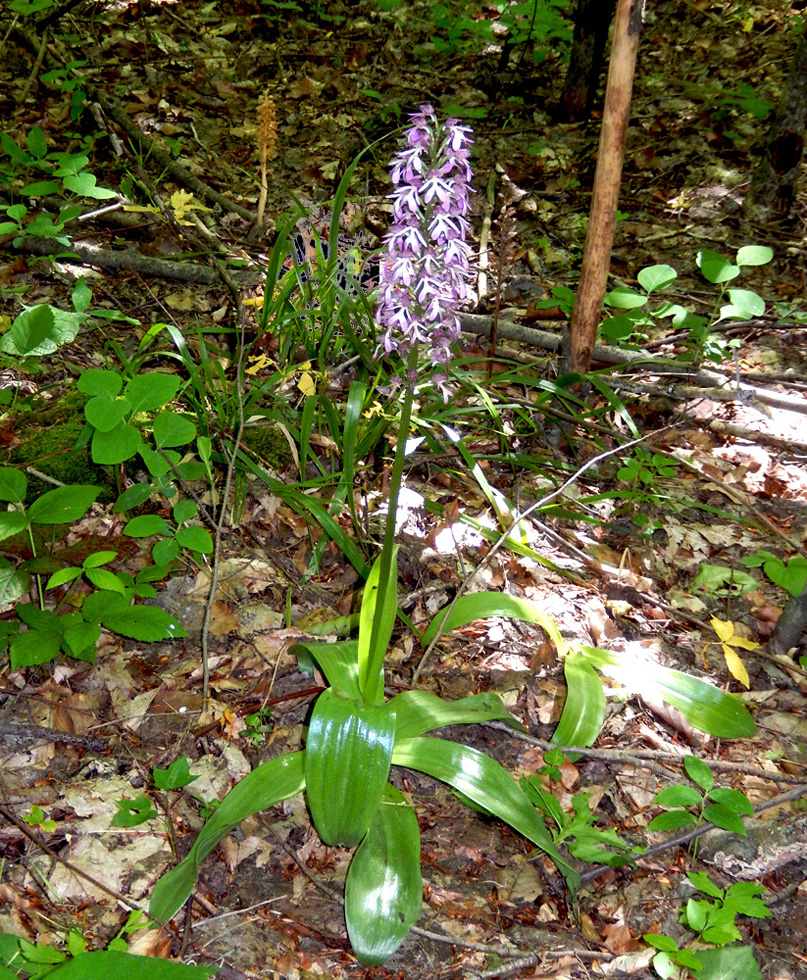 Изображение особи Orchis purpurea ssp. caucasica.