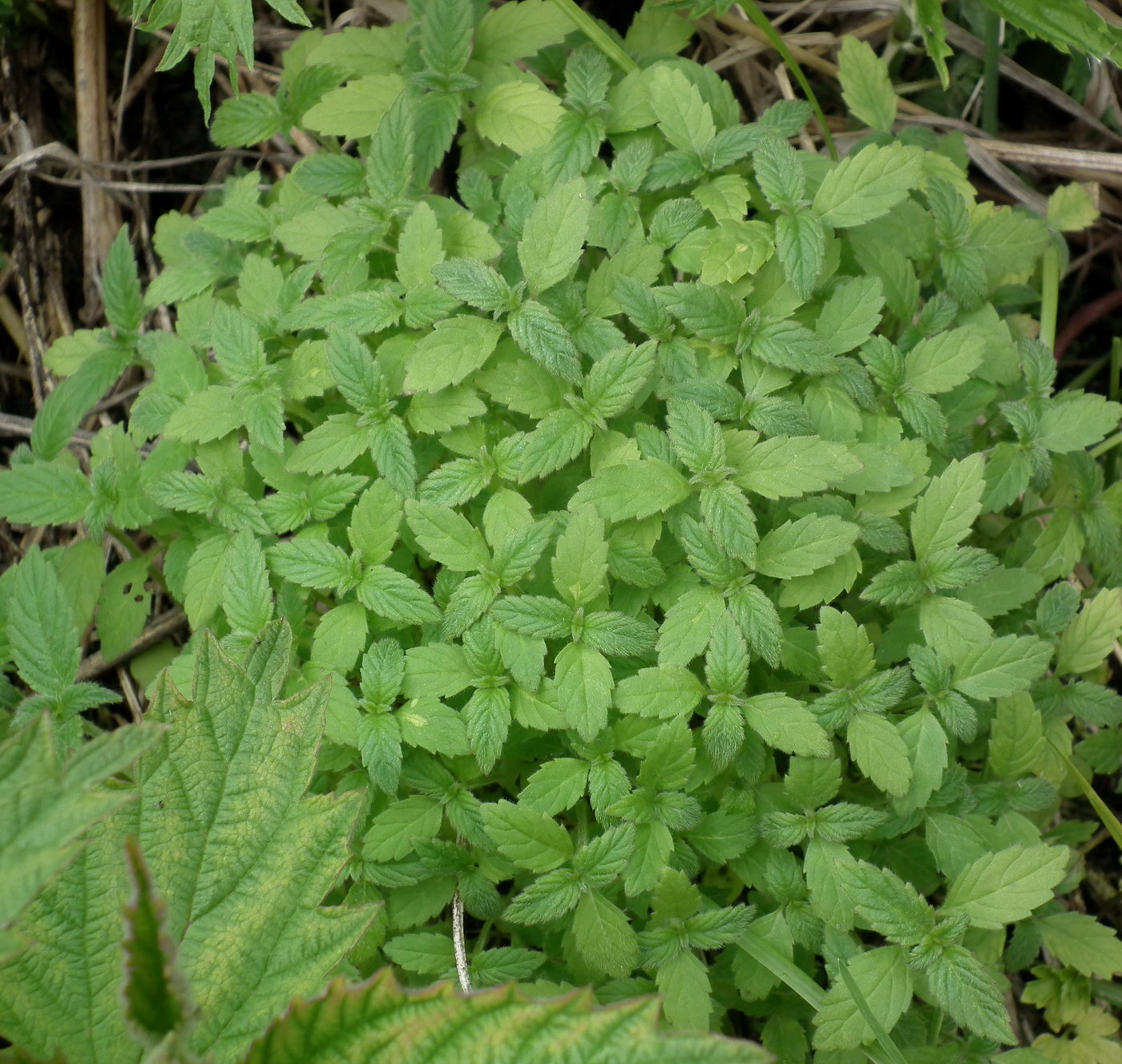 Image of genus Galeopsis specimen.