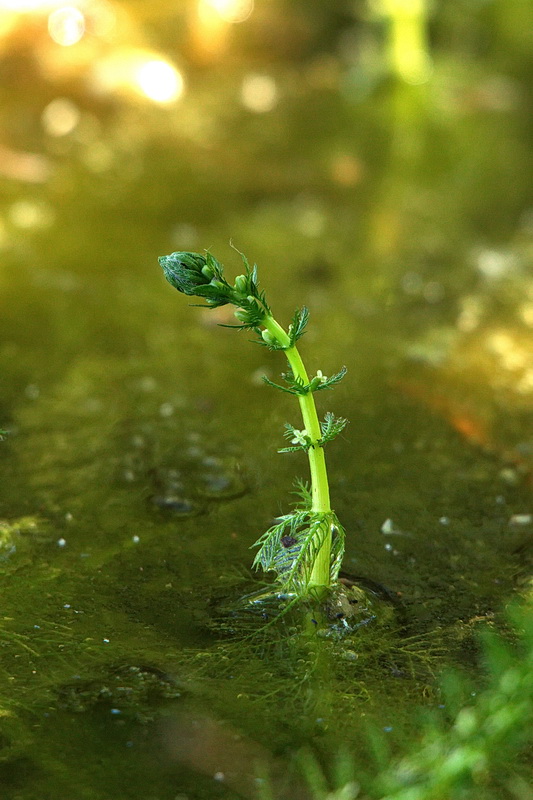 Image of Myriophyllum verticillatum specimen.