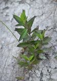 Hieracium scabiosum. Вегетирующее растение. Краснодарский край, окр. г. Геленджик, дубово-грабовый лес в балке, выходящей к морю, обнажённая часть склона. 06.06.2015.