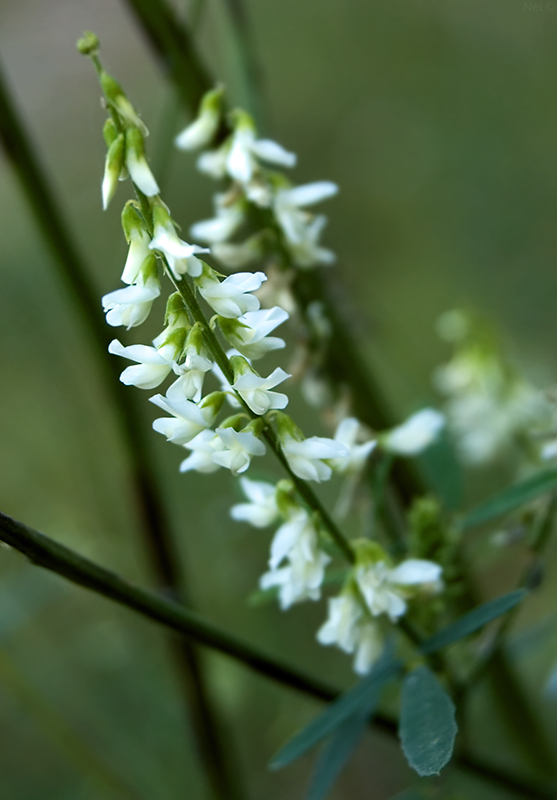 Изображение особи Melilotus albus.