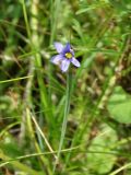 Sisyrinchium montanum. Верхушка цветущего растения. Приморье, ЗАТО Фокино, о. Аскольд, мыс Елагина, у дороги. 31.07.2016.