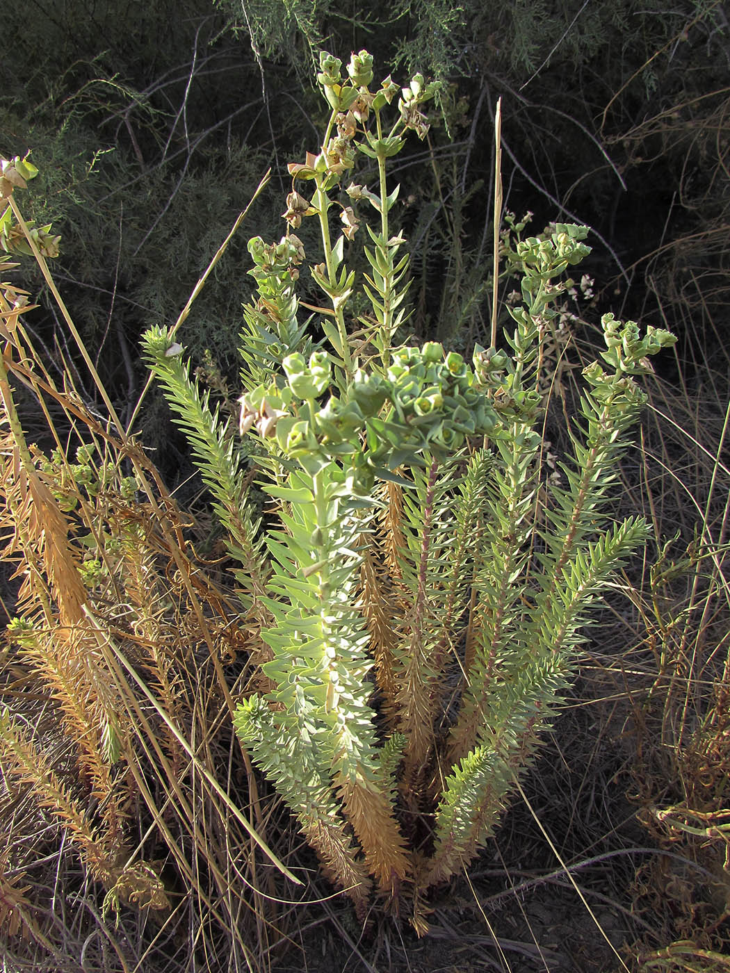 Image of Euphorbia paralias specimen.