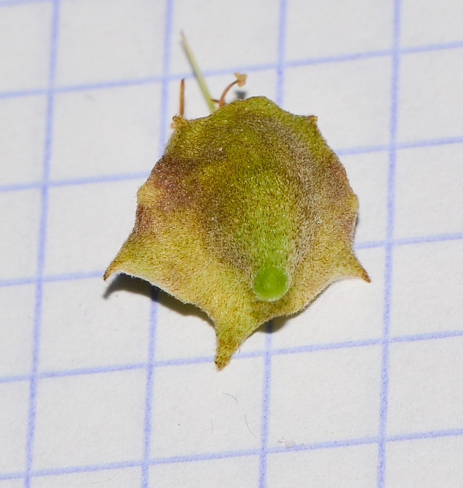 Image of Sophora secundiflora specimen.