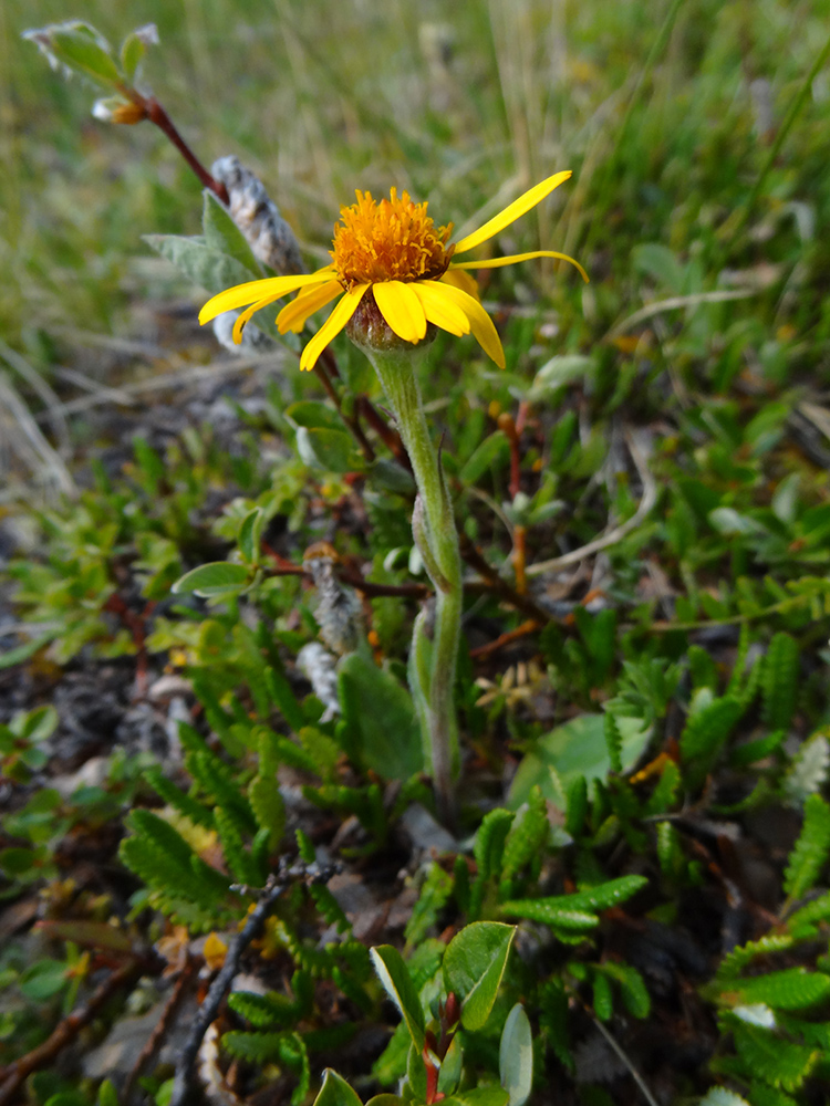 Image of Tephroseris tundricola specimen.