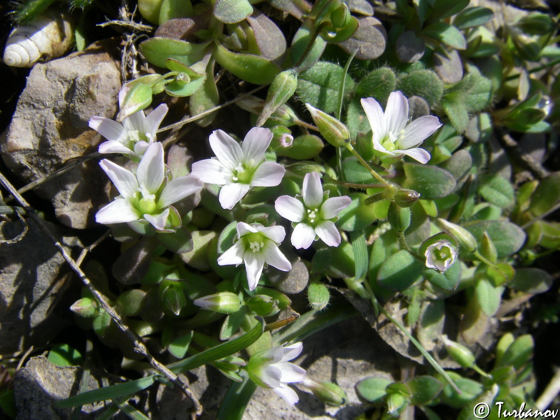 Image of Holosteum umbellatum specimen.