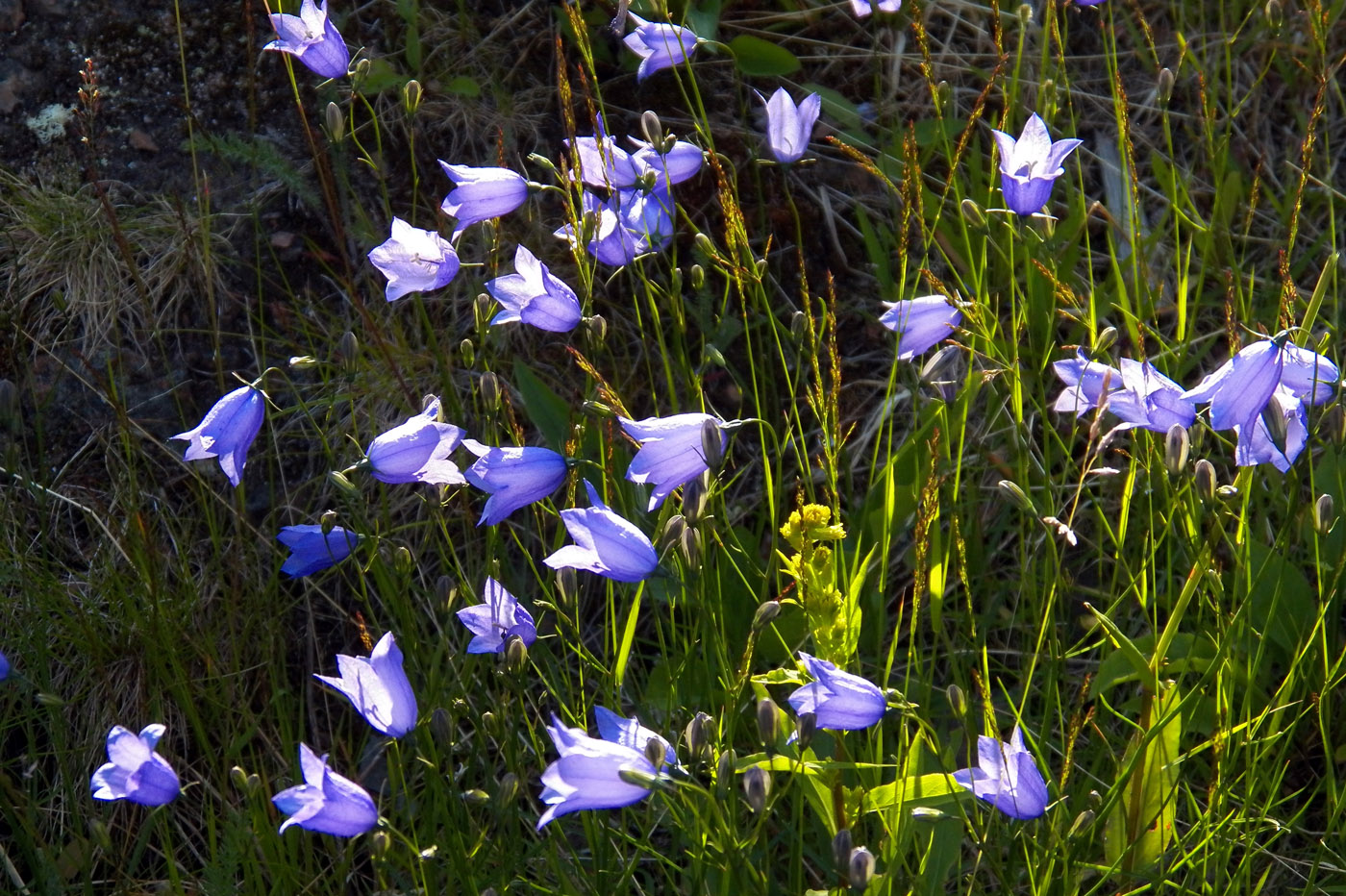 Image of Campanula rotundifolia specimen.