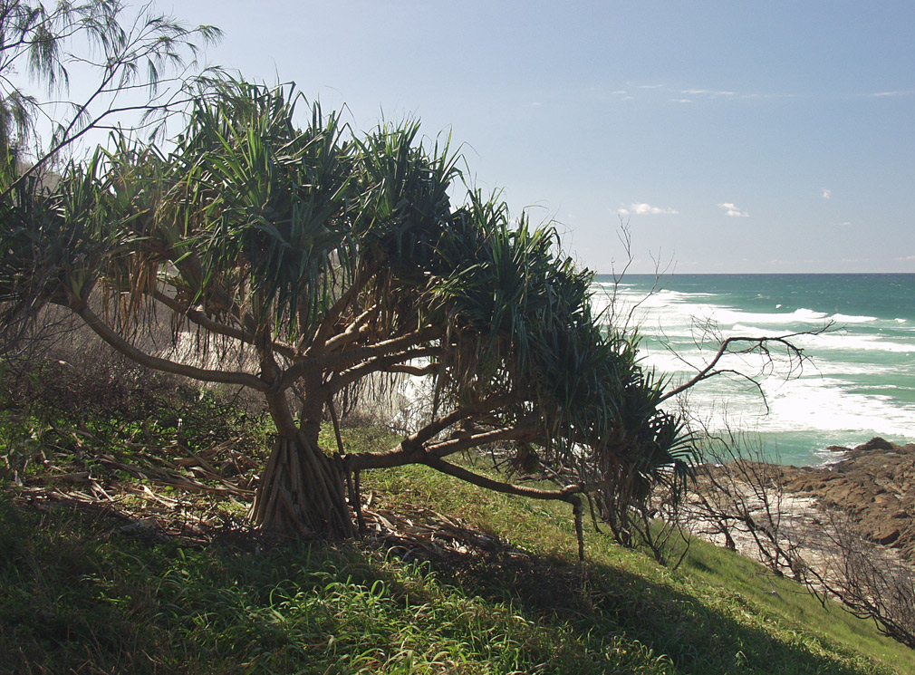 Image of Pandanus tectorius specimen.