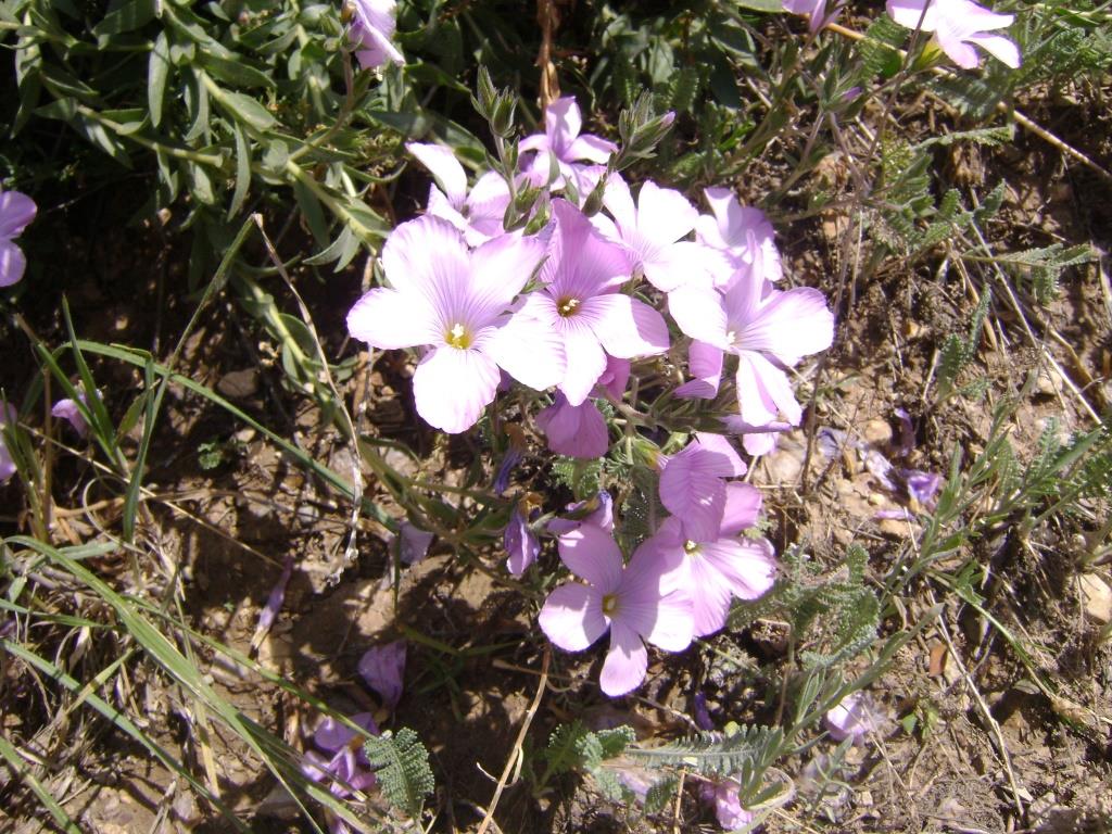 Image of Linum hypericifolium specimen.